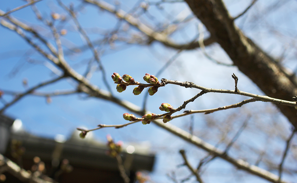 季節は春、成竹窯の桜シリーズ