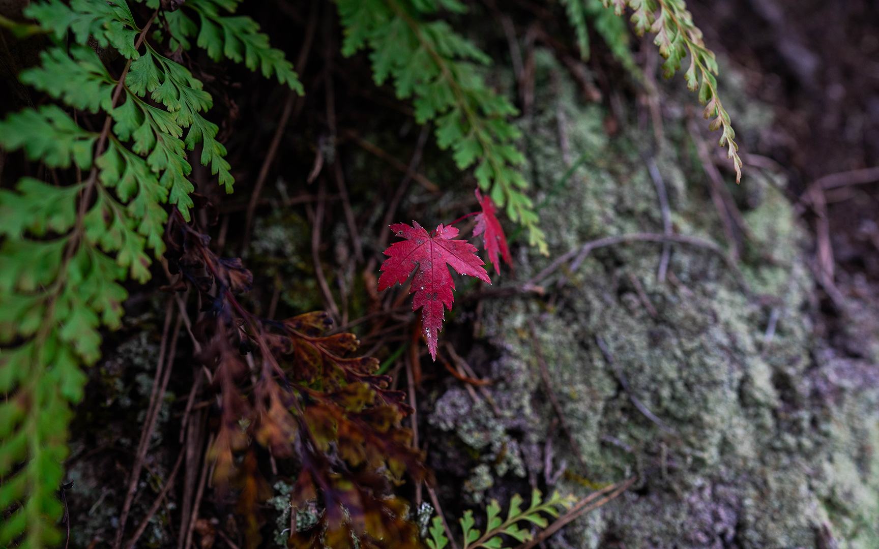 桜色の器たちが彩る秋の成竹窯ギャラリー
